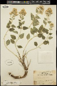 Ageratina occidentalis image