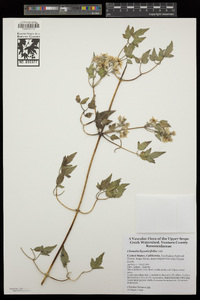 Clematis ligusticifolia image