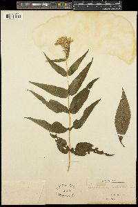 Eupatorium sessilifolium image