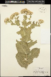 Ageratina wrightii image