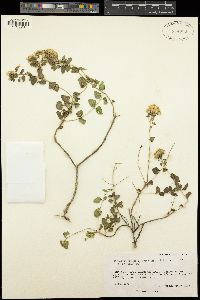 Ageratina wrightii image