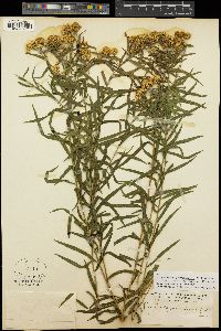 Euthamia graminifolia var. nuttallii image