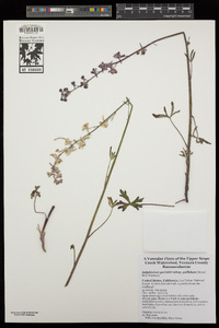 Delphinium parishii subsp. pallidum image