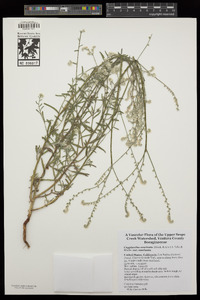 Cryptantha muricata var. muricata image