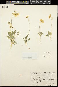 Gaillardia arizonica image