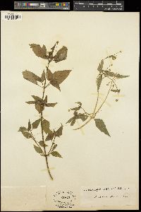 Galinsoga parviflora image