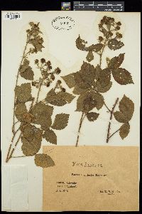 Image of Rubus acanthodes