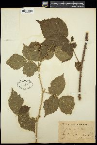 Image of Rubus acuminatus