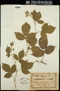 Image of Rubus acutifolius