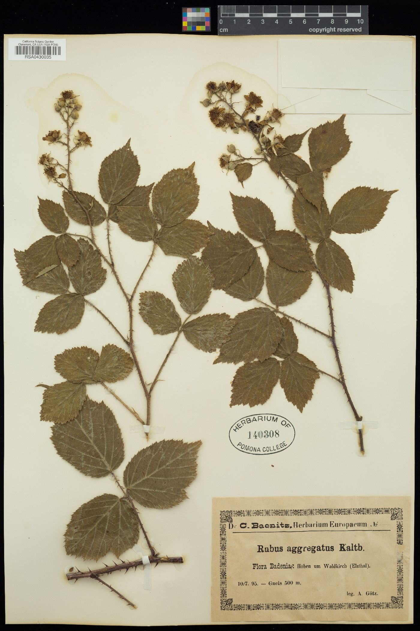 Rubus aggregatus image