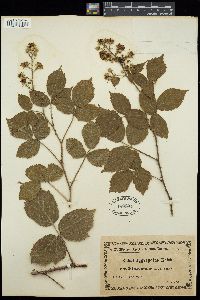 Image of Rubus aggregatus