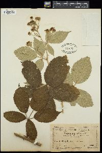 Image of Rubus amiantinus