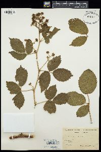 Image of Rubus apricus
