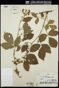 Image of Rubus arrhenii