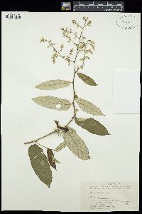 Image of Rubus assamensis
