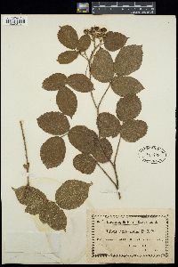 Image of Rubus atrovirens