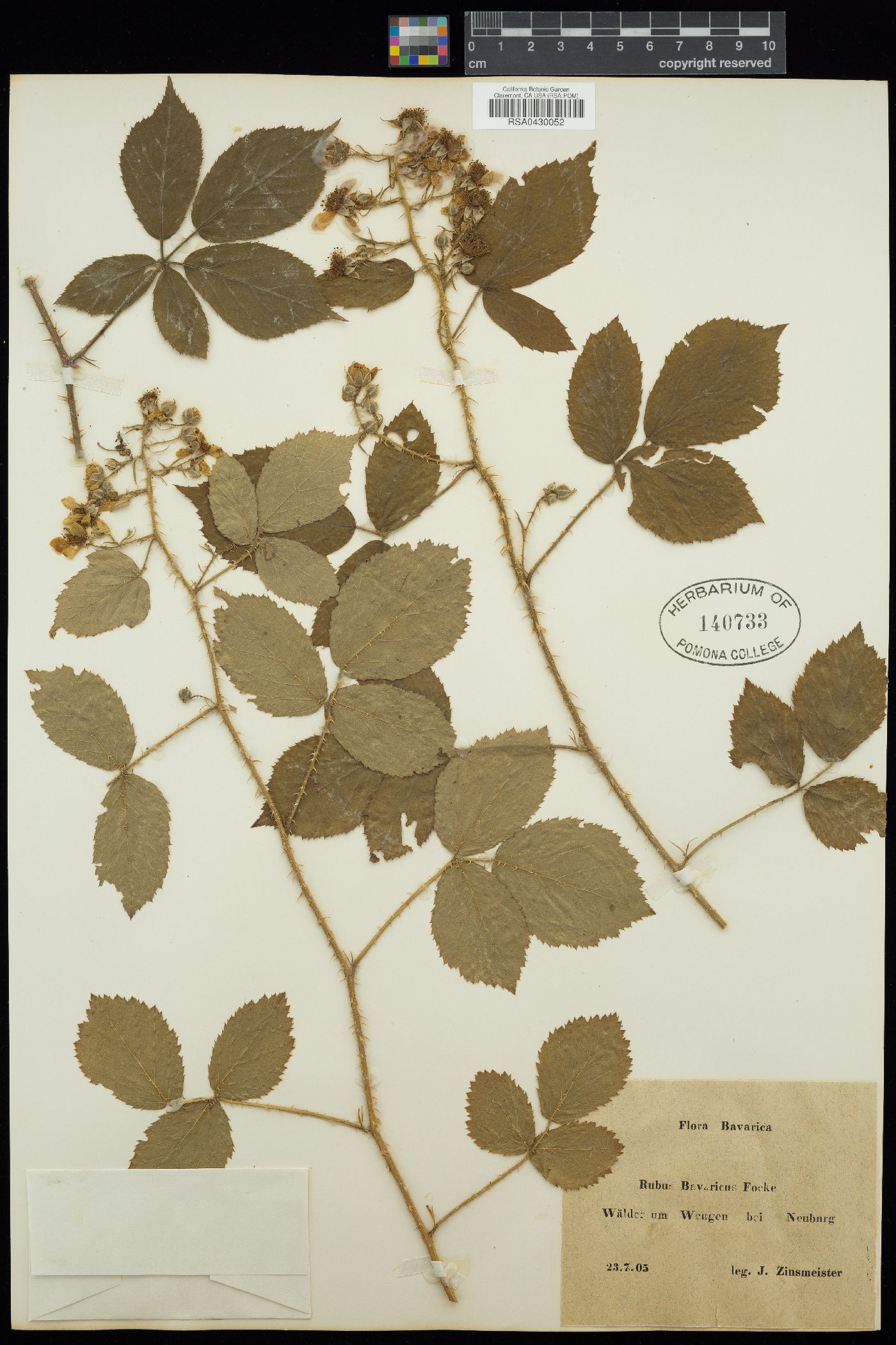Rubus bavaricus image