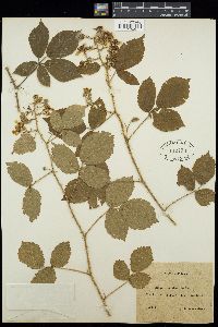 Image of Rubus bavaricus