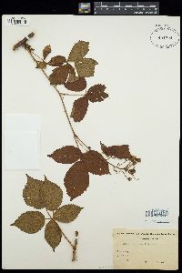 Image of Rubus bertramii