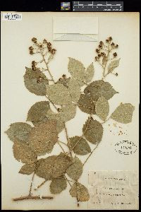 Image of Rubus caflischii