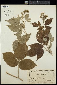 Image of Rubus caucasicus