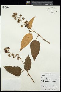 Image of Rubus caudifolius