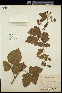 Image of Rubus chaerophyllus