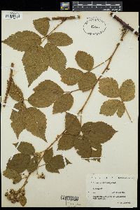 Image of Rubus chlorothyrsos