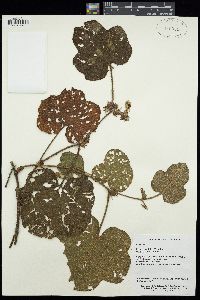 Image of Rubus austrosinensis