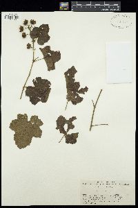 Image of Rubus calycacanthus