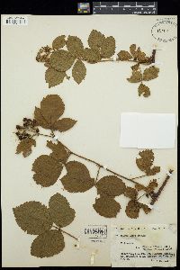 Image of Rubus axillaris