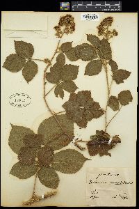 Image of Rubus adelphicus