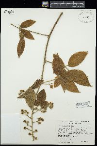 Image of Rubus boliviensis