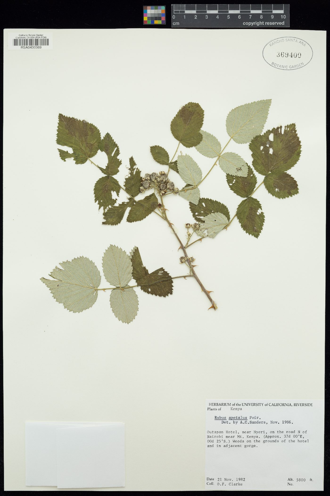 Rubus apetalus image