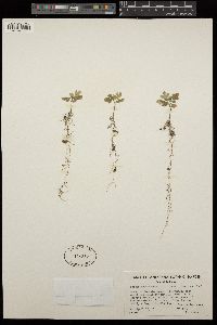 Sorbus cascadensis image