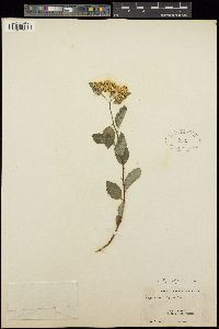 Spiraea lucida image