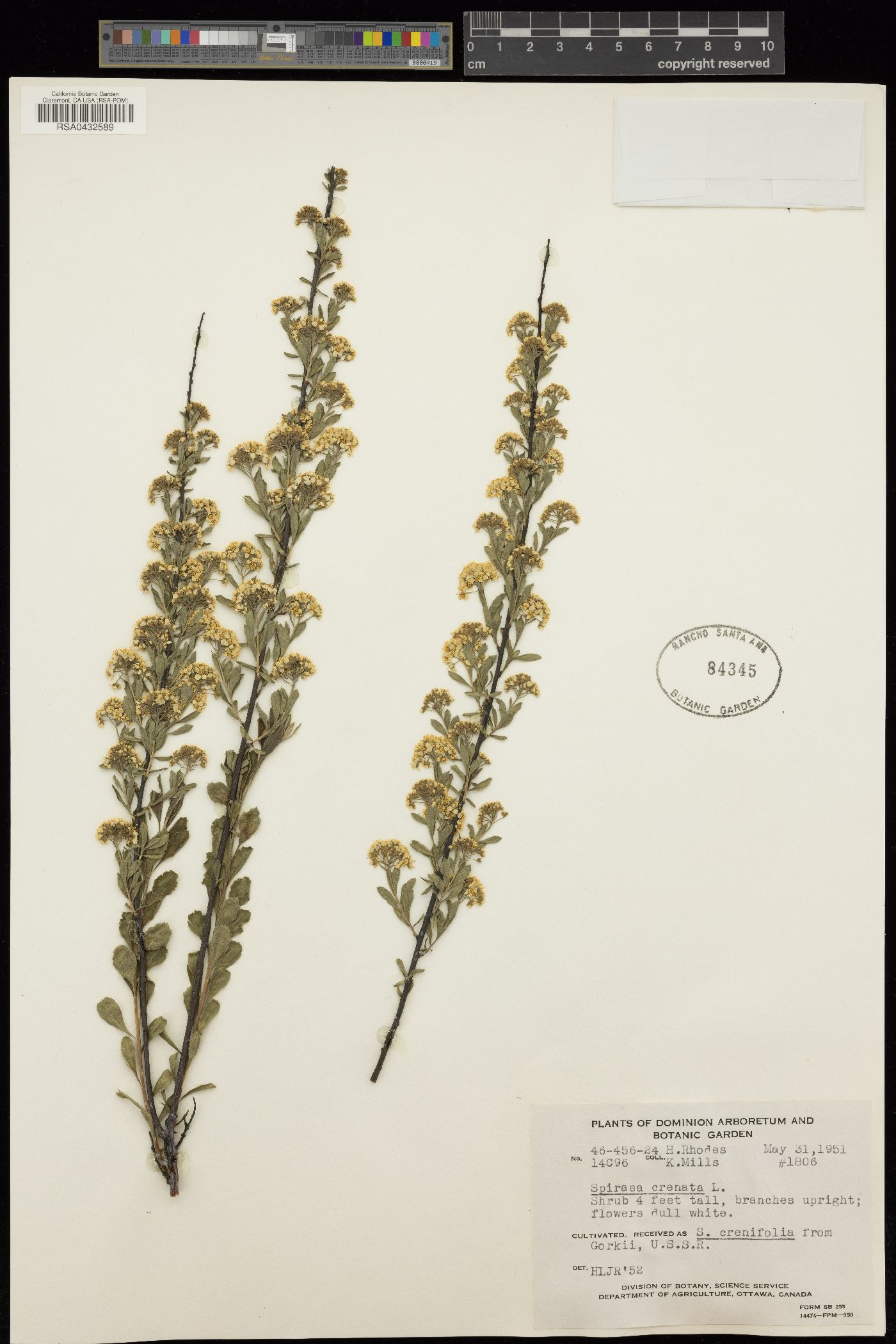 Spiraea crenata image