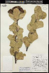 Vauquelinia corymbosa subsp. latifolia image