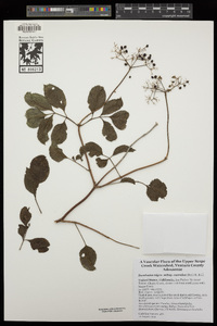 Sambucus nigra image