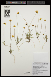 Coreopsis bigelovii image