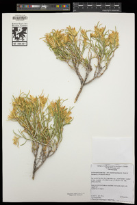 Ericameria parryi var. monocephala image