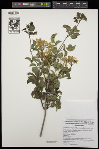 Sambucus nigra subsp. caerulea image