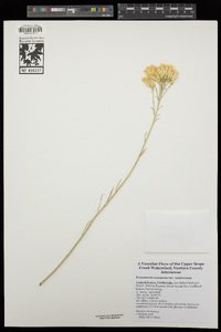 Ericameria nauseosa var. mohavensis image