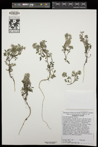 Phacelia cryptantha image