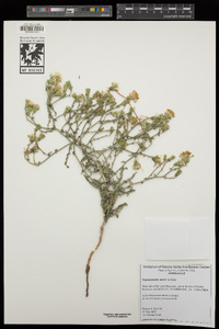 Stephanomeria parryi image