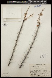 Image of Fouquieria fasciculata