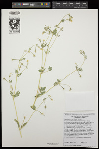 Kallstroemia parviflora image