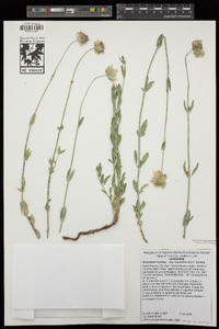 Monardella linoides subsp. sierrae image