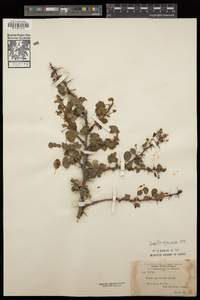 Ribes speciosum image