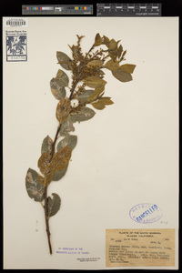 Rhamnus crocea image